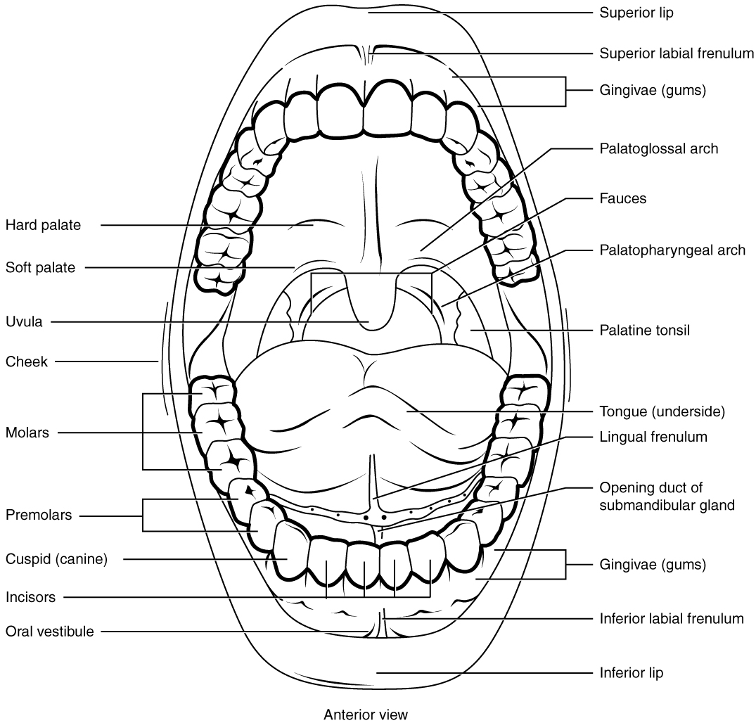 Labeled anatomy of the lips, teeth, tongue, palate, uvula and palatine tonsil